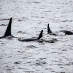 Tracy & Endicott Arm