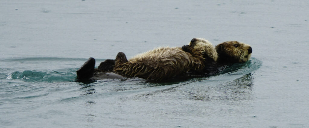 Sea Otter in Sitka Alasa