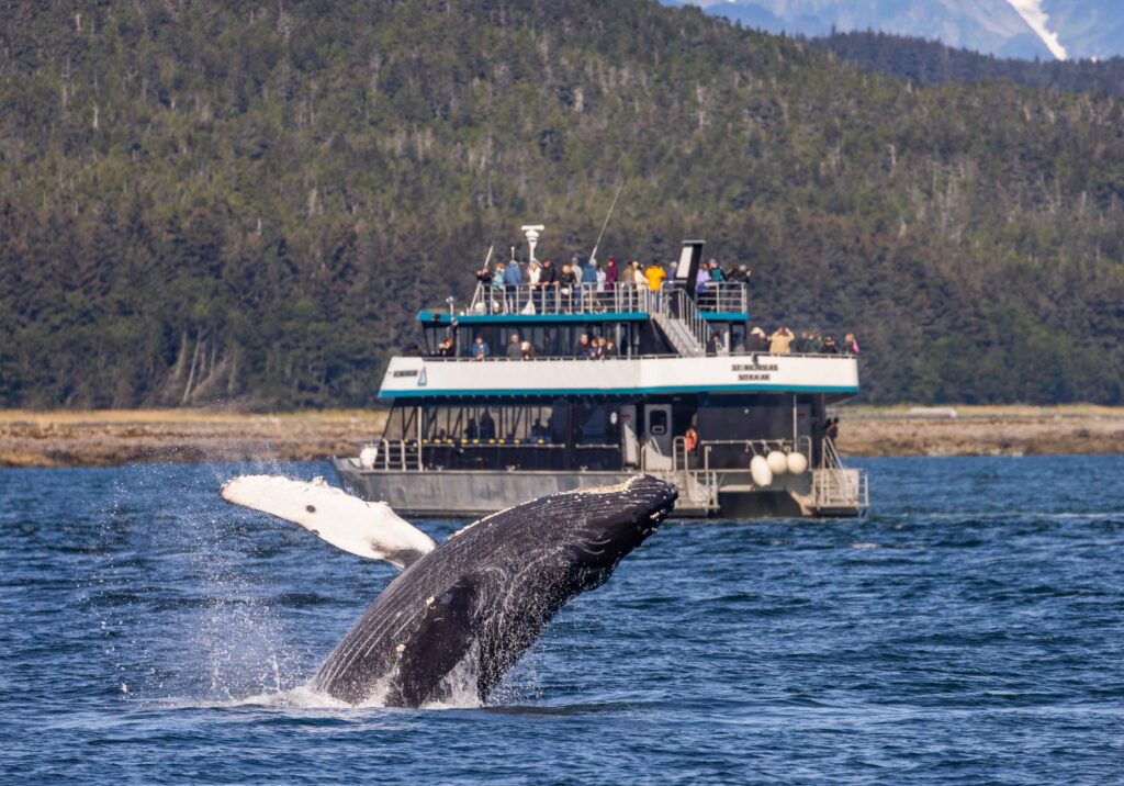 Whale on tour in Juneau Alaska - with Allen Marine Tours boat in background