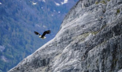 Eagle Cruising by Mountain - Ketchikan Alaska