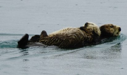 Sea Otter in Sitka Alasa